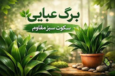 برگ عبایی؛ سکوتِ سبزِ مقاوم