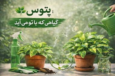 پتوس؛ گیاهی که با تو راه می‌آید